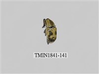 藏品(菲律賓產昆蟲)的圖片